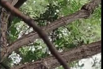 ಅಮರೇಶ್ವರ ದೈವಿವನದಲ್ಲಿ ಪ್ರಣಯ ಪ್ರಸಂಗದವಿಡಿಯೋ ವೈರಲ್!!. ತಡೆಯುವವರಾರು,? ಅರಣ್ಯ ರೋಧನ!!